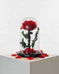 Everlasting Preserved Rose Glass Dome (Red)