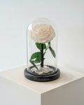 Everlasting Preserved Rose Glass Dome (White)