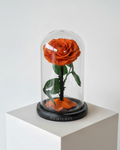Everlasting Preserved Rose Glass Dome (Orange)